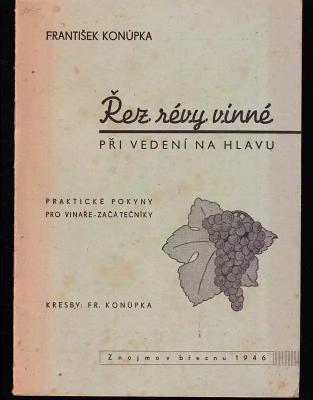 Řez révy vinné při vedení na hlavu