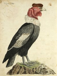 [Vták] Vögel, medirytina