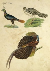 [Vtáky] Vögel, medirytina
