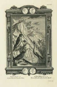 [Vtáky] Ciconia, Hirundo, Graculus, Falco.; medirytina