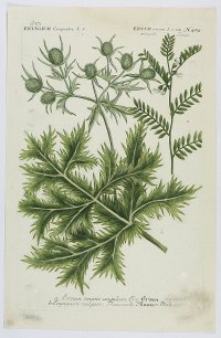 a. Ervium semine anguloso, Ers, b. Eryngium vulgare, Panicault.; medirytina