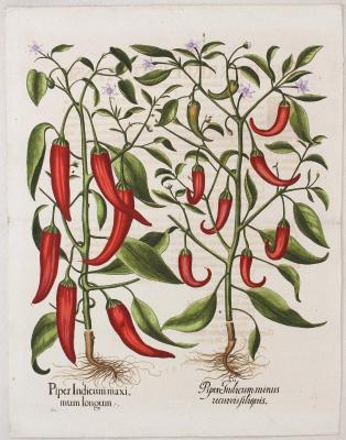 [Čili papričky, paprika] Piper Indicum maximum longum., Piper Indicum minus recurvis filiguis.;   medirytina