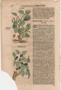 [Vlašské orech, lieska, moruša] Walsche Nüß, Haselnüß, Maulbeerbaum; drevoryt