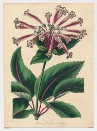 [Kvet] Gesmeria Douglasii verticillata; litografia