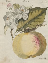 [Jablko] Ovocie, Fruits, Fructus I.