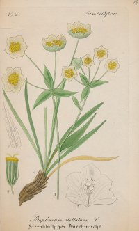 [Botanika] Bupleurum stellatum, Prorostlík hvězdovitý