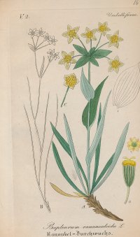 [Botanika] Bupleurum ranunculoides, Prorostlík iskerníkovitý