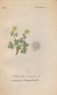 [Botanika] Potentilla minima, Nátržník malý