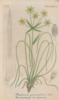 [Botanika] Bupleurum graminifolium