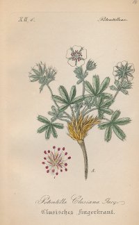 [Botanika] Potentilla clusiana