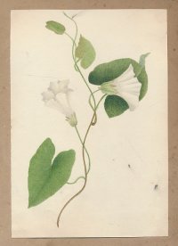 [Kvet]; akvarel