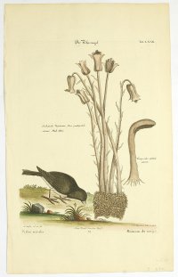 [Vták] Passer nivalis. Moineau de neige / Der Schneevogel