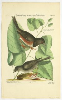 [Vrabec] Passer niger oculis rubis. Passer fusca / Der schwarze Sperling mit rothen Augen. Der braune Sperling