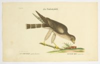 [Jastrab] Accipiter palumbarius. Epervier a pigeons / Der Taübenhabicht