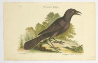 [Kavka] Monedula purpurea. Chovcas souleur de pourpre / Die pürpürfarbe Dohte