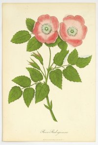 [Šípová ruža] Rosa Rubiginosa, litografia